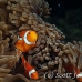 anemonefish_falseclown_nus_h_0705_png1883.jpg